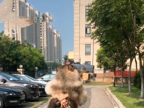 大狗最新爆料图片高清视频,高清图片与视频揭秘神秘内容