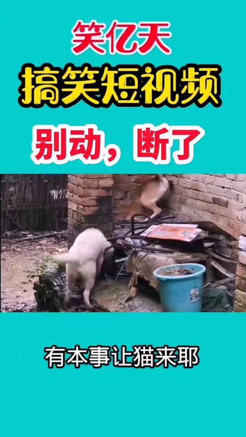 一起爆料搞笑视频,笑料百出！揭秘搞笑视频背后的爆笑瞬间