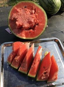 吃瓜两个网红,揭秘吃瓜网红背后的故事