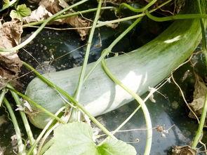 吃瓜两个网红,揭秘吃瓜网红背后的故事