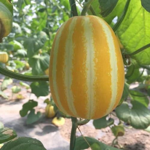 网红吃瓜免费入口在哪,独家攻略大公开