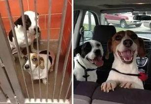 一个狗狗最新爆料,宠物界的最新趣闻轶事