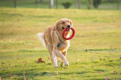 一个狗狗最新爆料,宠物界的最新趣闻轶事