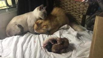 猫梨梨被爆料视频,真相与争议并存