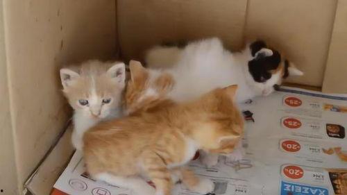 猫梨梨被爆料视频,真相与争议并存