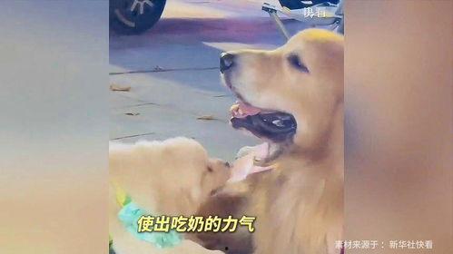 娱乐吃瓜酱精神抚慰犬,陪你度过欢乐时光