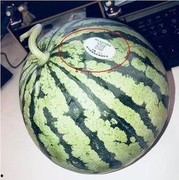 柯桥网红吃瓜,揭秘幕后故事与热门话题