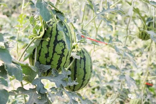 柯桥网红吃瓜,揭秘幕后故事与热门话题