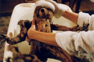 树婴 在线观看,穿越时空的奇幻之旅在线观看指南