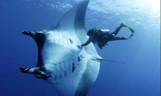 巨鲨和仇恨最新爆料内容,揭秘网络暴力的黑暗面