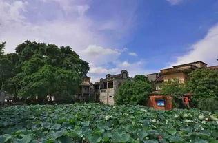 爆料乡村风景视频,揭秘我国乡村自然风光