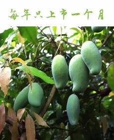 南宁芒果树爆料视频大全,一窥南宁芒果产业的魅力瞬间