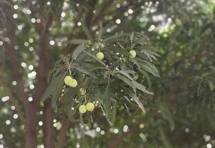 南宁芒果树爆料视频大全,一窥南宁芒果产业的魅力瞬间