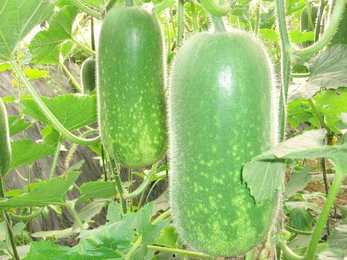 网红泡泡与黄钰杰吃瓜,一场吃瓜盛宴背后的故事