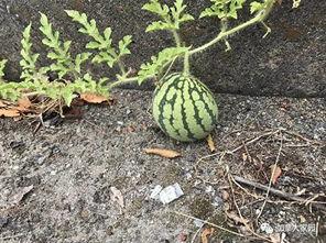 2022年网红吃瓜,盘点年度热门事件与幕后真相