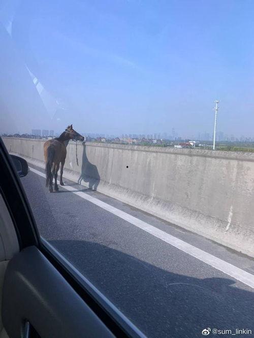 杭州九堡大桥最新爆料,揭秘工程进展与未来规划